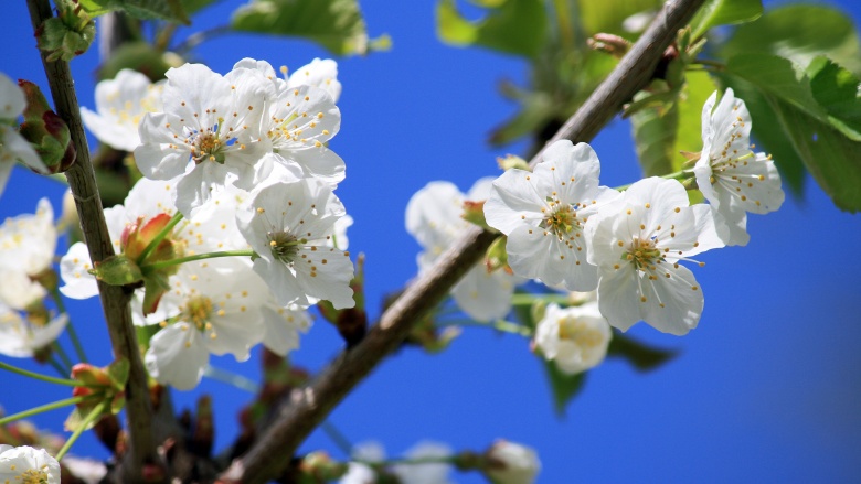 Frühling